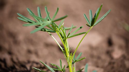 Växande behov av bönder som vill odla specialgrödor