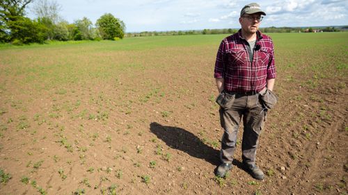 Han satsar på egen förädling av lupin
