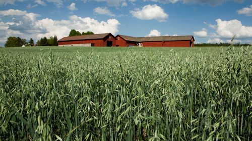 Rekordskörd – men priserna sjunker