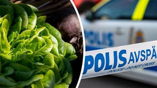 Polisinsats mot illegal arbetskraft i jordbruket