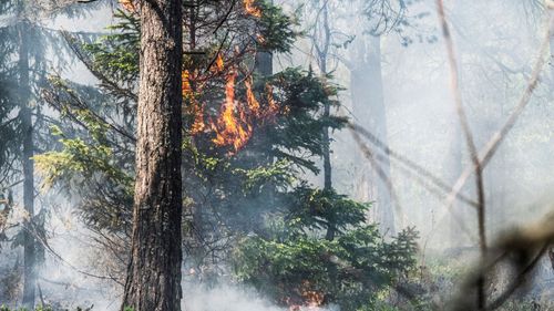 Skogsbrand härjade utanför Vaggeryd