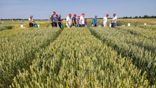 Grödorna i centrum under Borgeby fältdagar