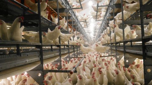 EU-kommissionen planerar för burförbud