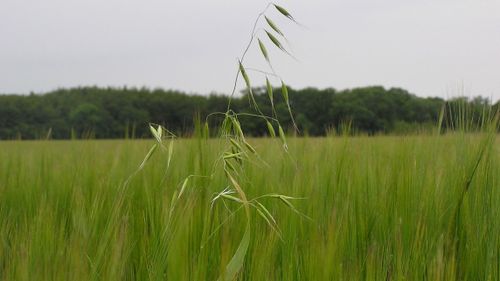 Nytt preparat mot flyghavre på kommande