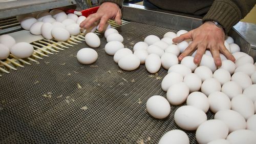 ”Hög risk med för stora ägganläggningar”