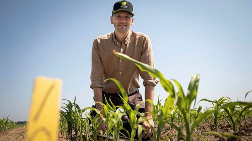 Här pågår försök – med 48 olika sorters majs