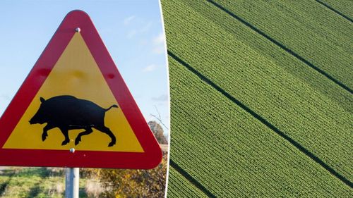 Väljer bort majs efter stora vildsvinsskador