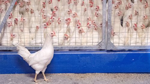 ”Sverige behöver stora äggföretag”