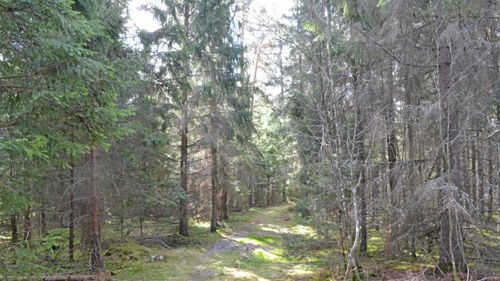 Skogsstyrelsen överklagar om nyckelbiotoper