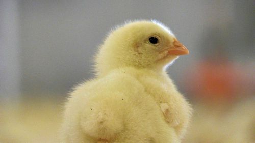 Kycklingfarm bötfälls för gödselmiss