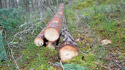 Högre krav på bioenergi i jättepaket om klimatet