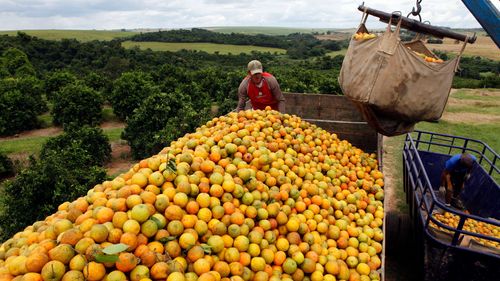 Apelsinodlare stämmer brasiliansk apelsinkung