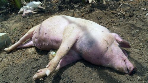 Tyska grisar till Sverige trots svinpest