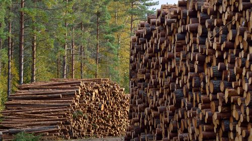 ”EU-kommissionen har fel om skogen”