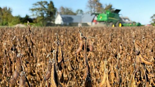 Aminosyror i fodret minskar behovet av soja