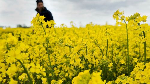 Stort hopp på rapsen i år