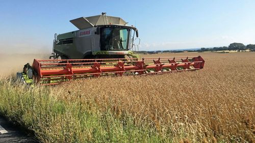Regn stör skördearbetet på många håll
