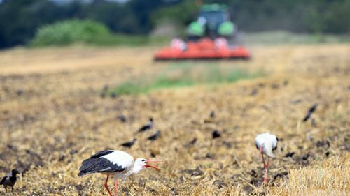 Prisuppgång på spannmål 