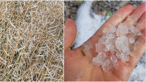 Hagelskur förstörde 25 hektar raps på 20 minuter