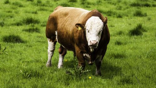 Tre tjurar skjutna – jägare anmälda 