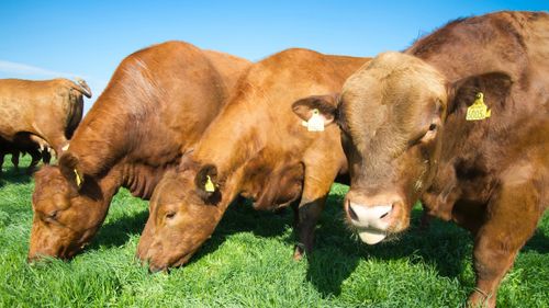 ”Öppna Sverige utan fulkött”