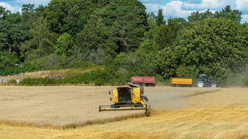 Priserna på vete stiger kraftigt