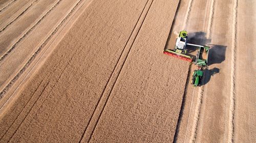 Höga spannmålspriser – fler säljer direkt vid skörd