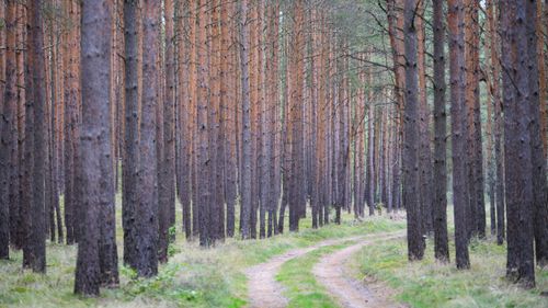 ”Slaget om den tyska skogen”