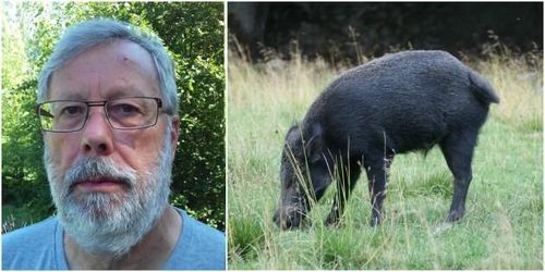 Samarbete nyckeln till bättre vildsvinsjakt