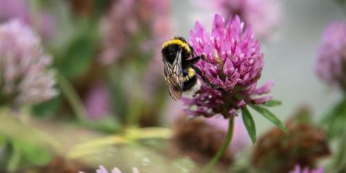 Skydd saknas för grödornas vilda släktingar