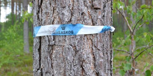 Sveaskog årets gröntvättare