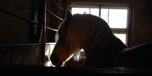 Utsatt stall får kameraövervakning