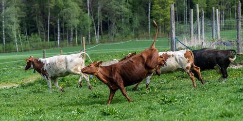 ”Vi kan med gott samvete ha kor i Sverige”