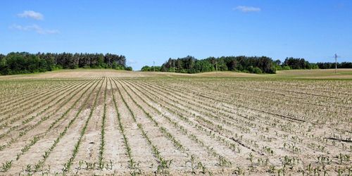 Så vill bankerna underlätta för torkdrabbade bönder