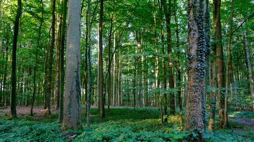 Äldre skog ger lägre kolinlagring i Tyskland