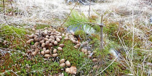 Tallplantorna betas bort efter branden