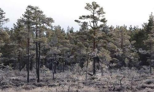 Nationalparker allt mer populära