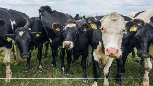 Ökad oro i Danmark att Bovaer kan skada kor