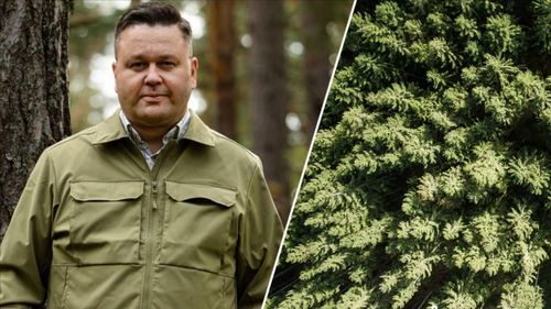 Experten: Nordens skogar lockar allt fler investerare