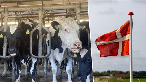 Danska mjölkbönder om Bovaer