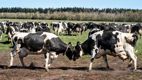 Dansk myndighet: Sluta med Bovaer om djuren blir sjuka