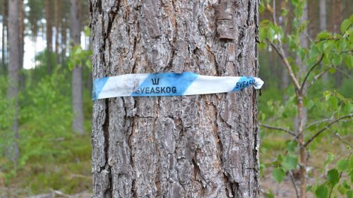 Förbättring för Sveaskog – trots ett år i utförsbacke