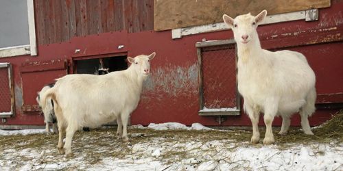 ”Nu kan vi köra för fullt” – gård slipper öronmärkning