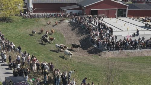 Vårtecken på Väddö gårdsmejeri