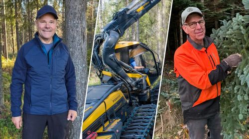 Därför väntar de med avverkningen