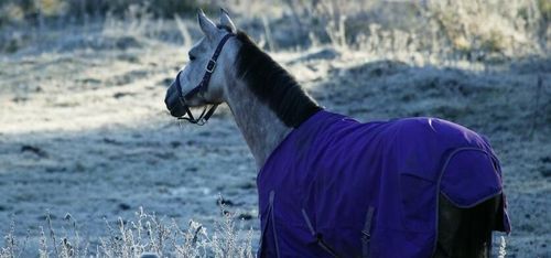 Anmälda inspektören har brutit mot lagen