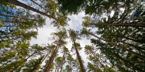 Sveaskog satsar på ligninproduktion