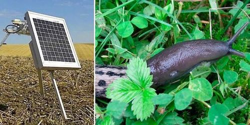 Söker av marken på jakt efter åkersniglar