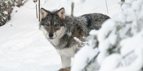 Ingen licensjakt på varg vintern 2020