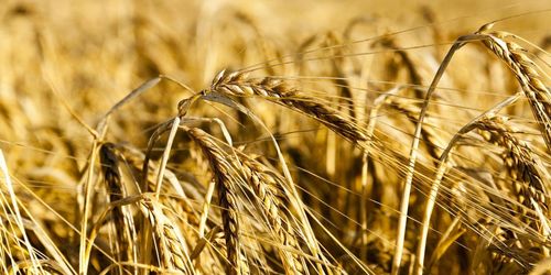 Risk för katastrofskörd i Sverige